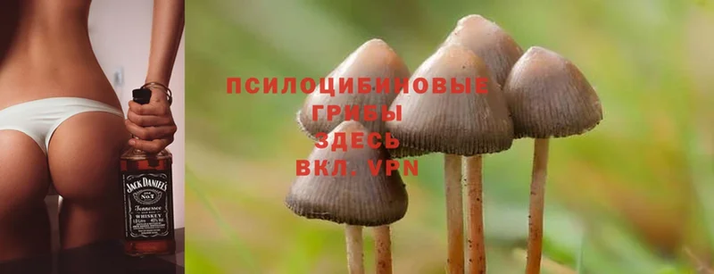 Псилоцибиновые грибы MAGIC MUSHROOMS  купить наркотик  гидра зеркало  Бавлы 